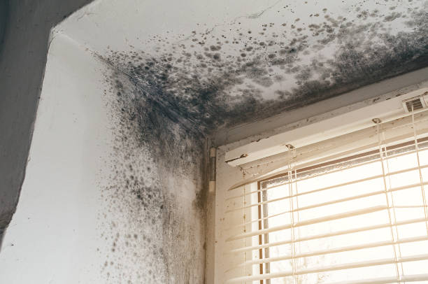 Affordable Mold Removal solutions in West Berlin, NJ